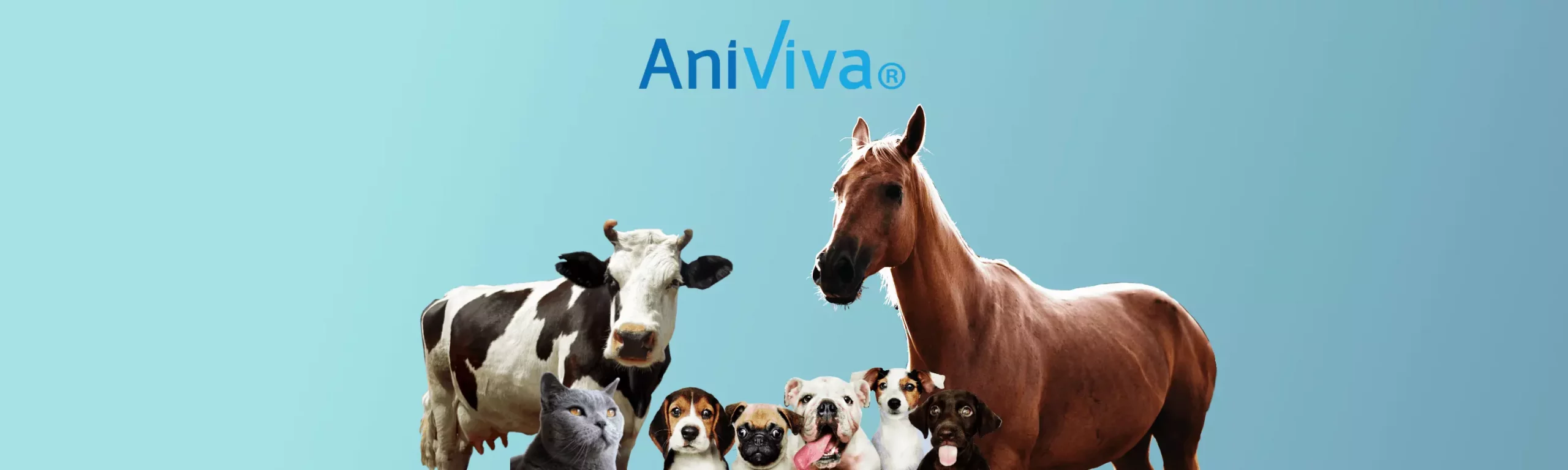 Aniviva skin and coat conditioner