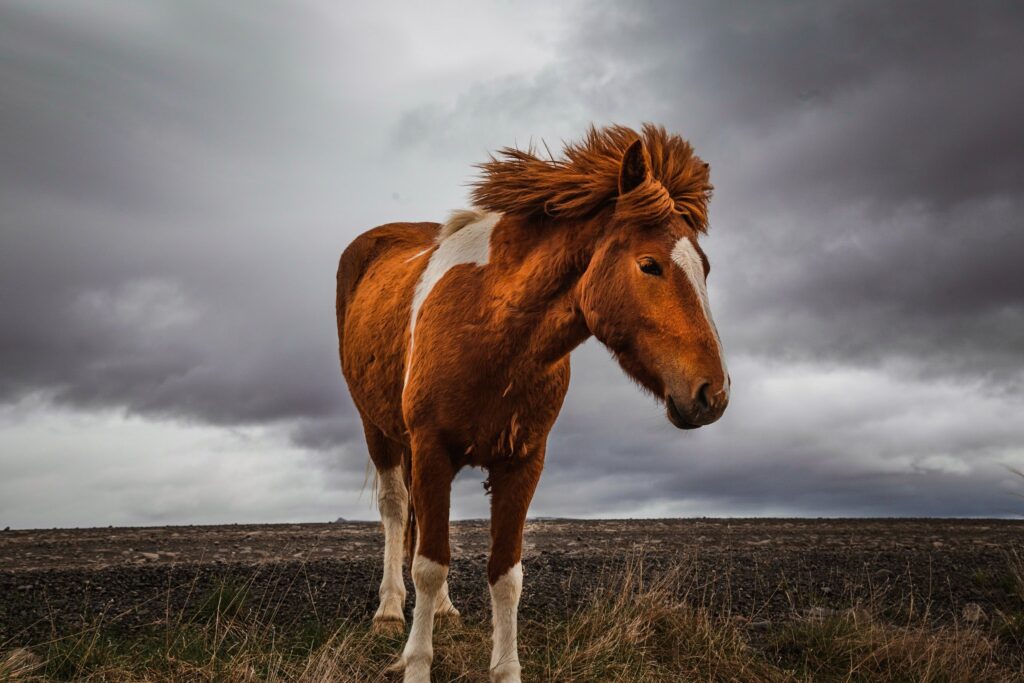 Copper in horses helps their coat color