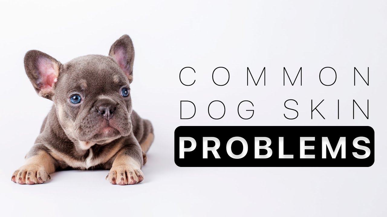 Common skin allergies in dogs