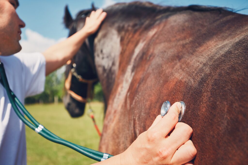Fungal infections in horses