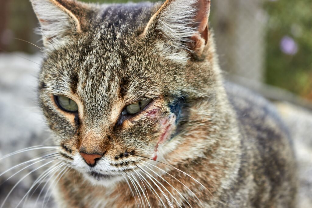 Dermatitis in cats