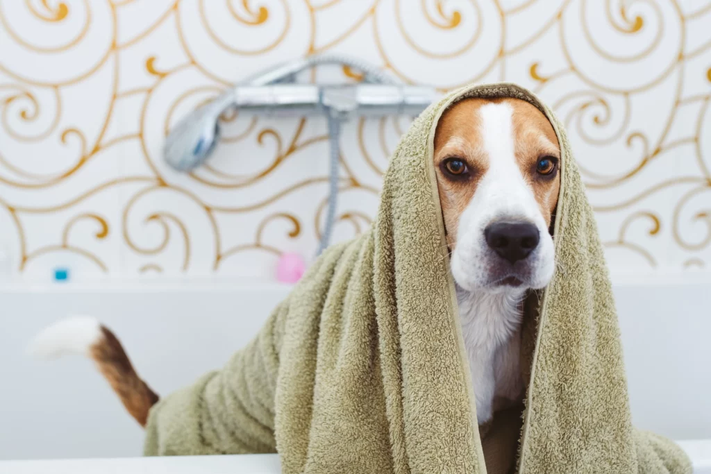 The Best Skin and Coat Conditioner For Dogs