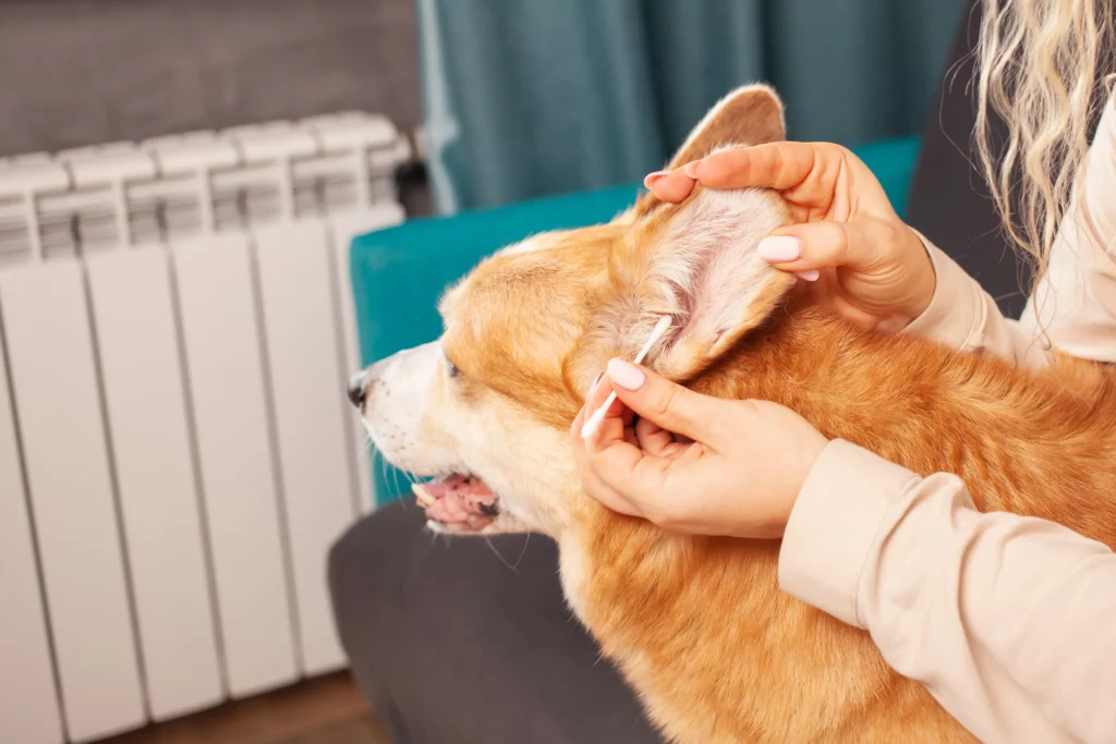 The Importance of Pet Grooming
