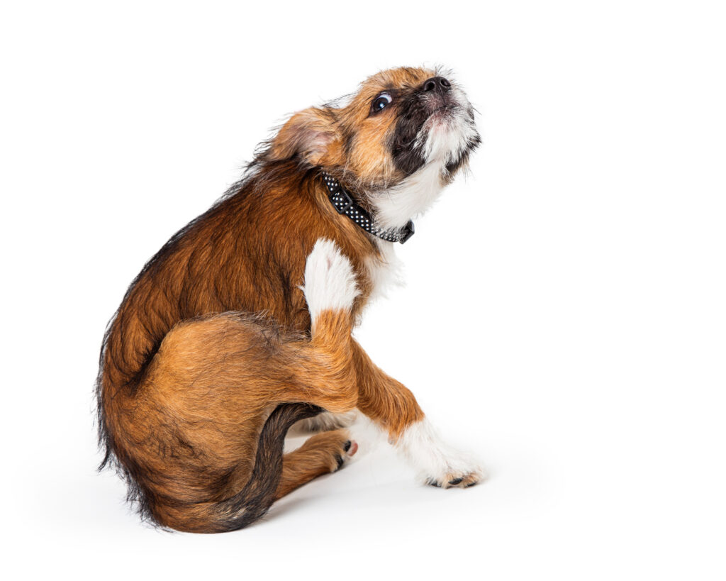 3 Typical Causes of Pyoderma in Dogs