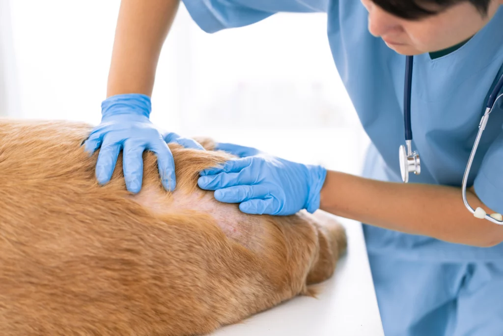4 Major Ways to Treat Ringworm in Dogs