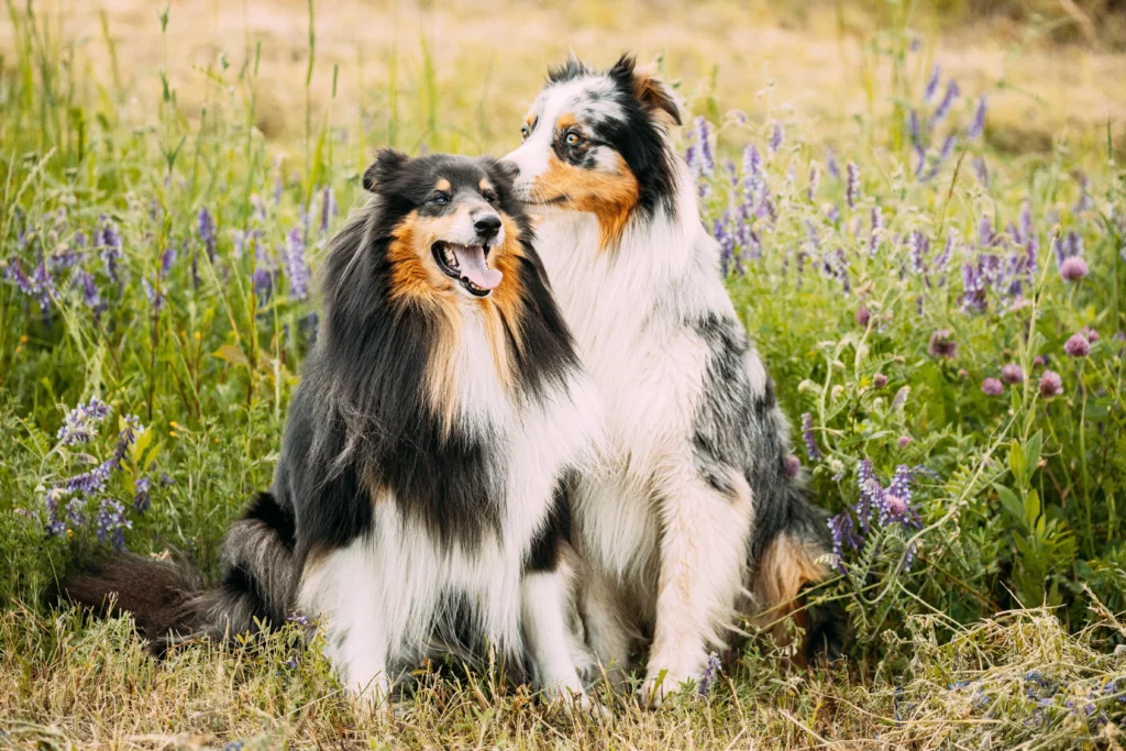 Grooming for Long Haired Dog Breeds