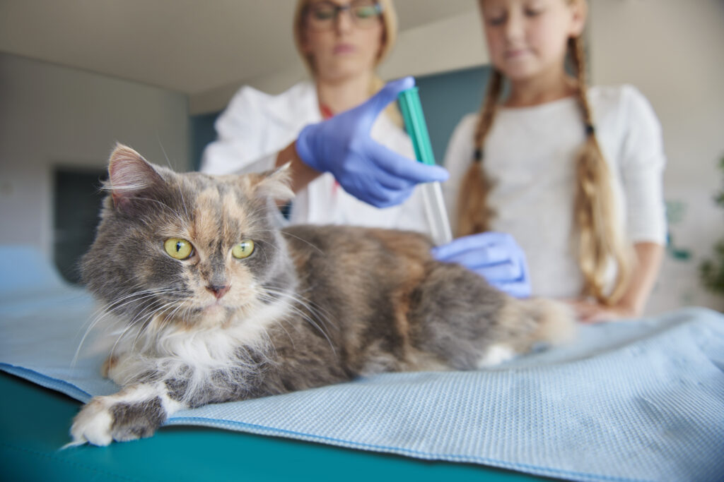 4 Ways to Prevent Tapeworms in Cats