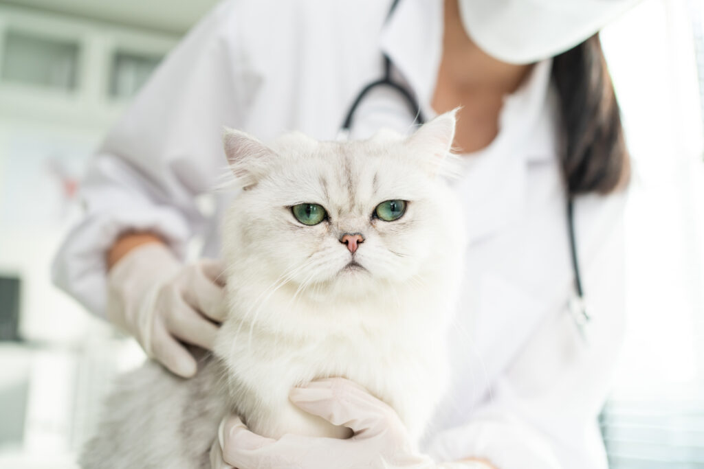 4 Ways to Prevent Tapeworms in Cats
