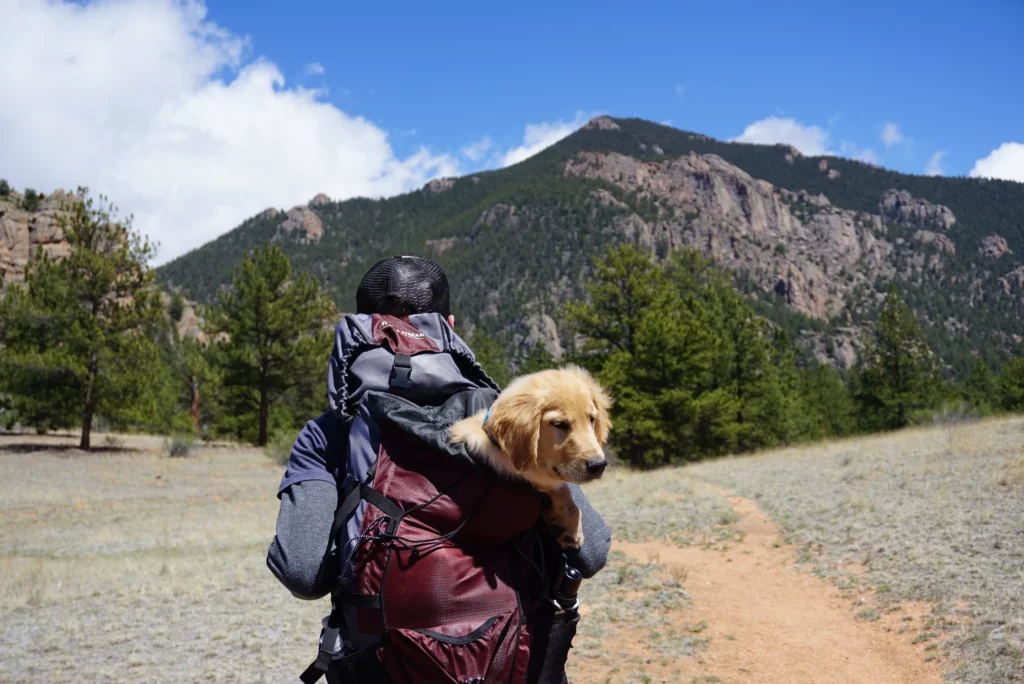 hiking with your dog