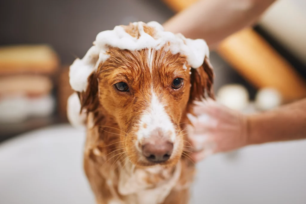 Itchy skin in dogs: 6 Alarming Symptoms