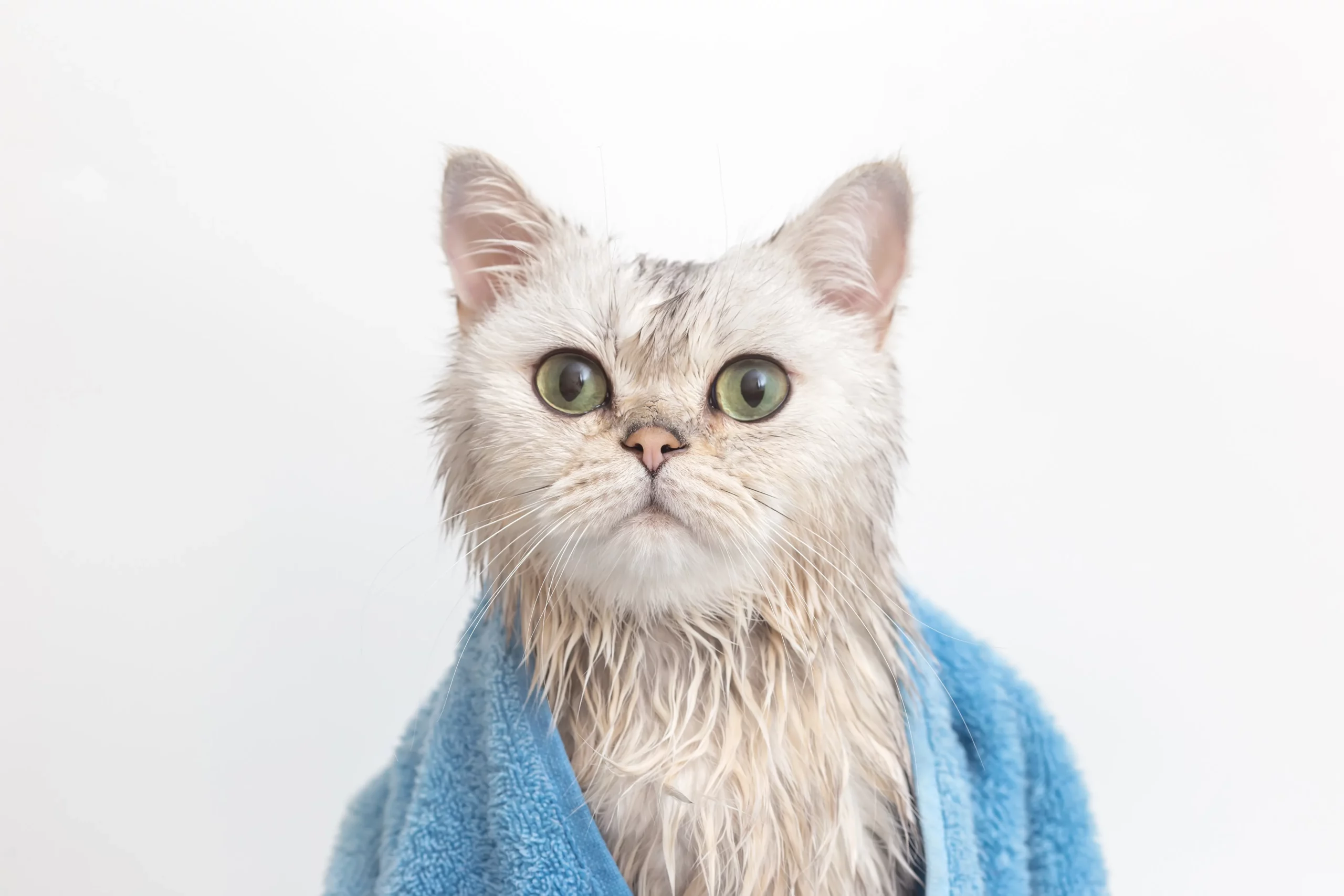 Do cats need baths? 8-Step Guide
