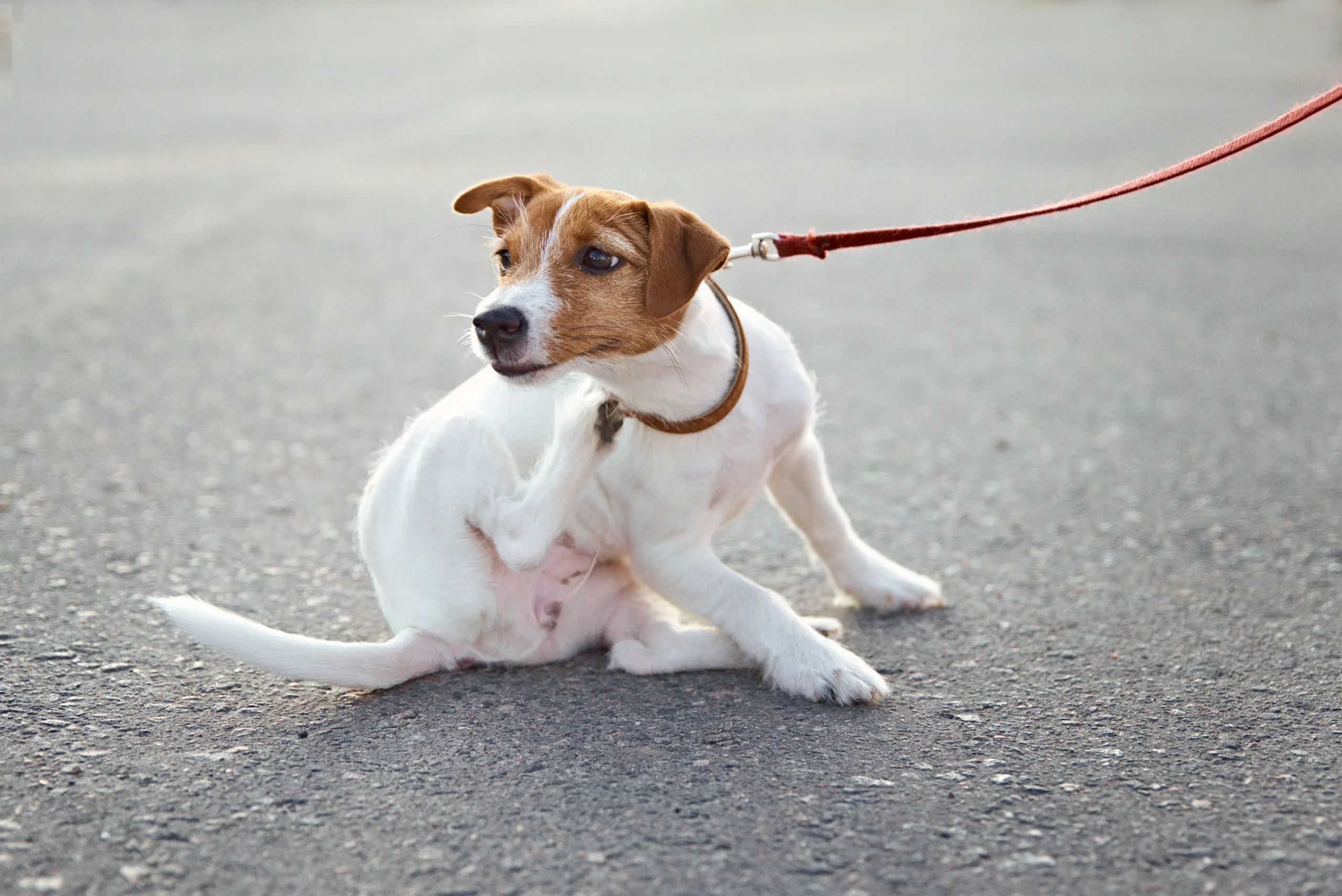 Is it seasonal or chronic? 6 Symptoms of Itchy skin in dogs