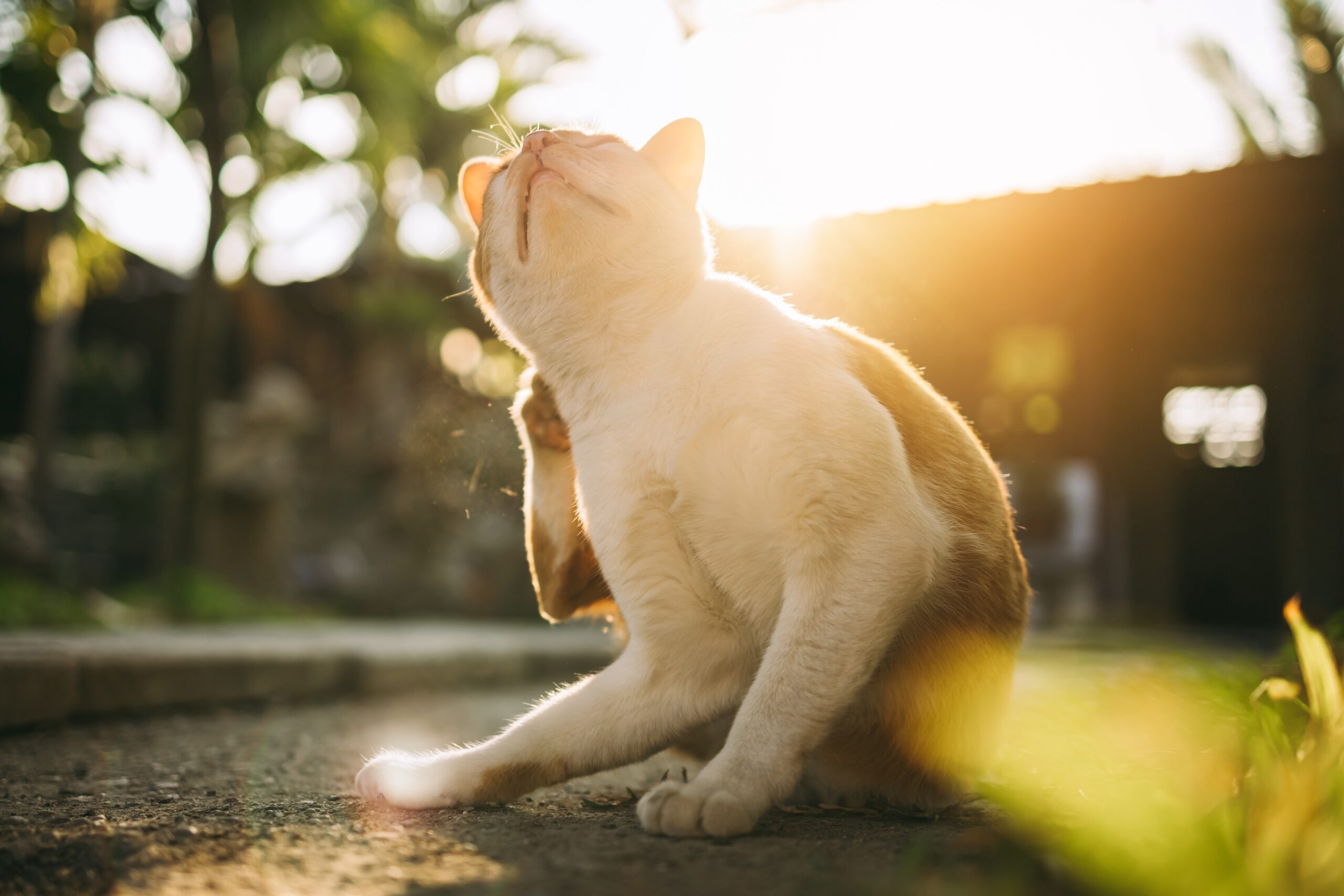 9 Alarming Causes of Cat Skin Dryness