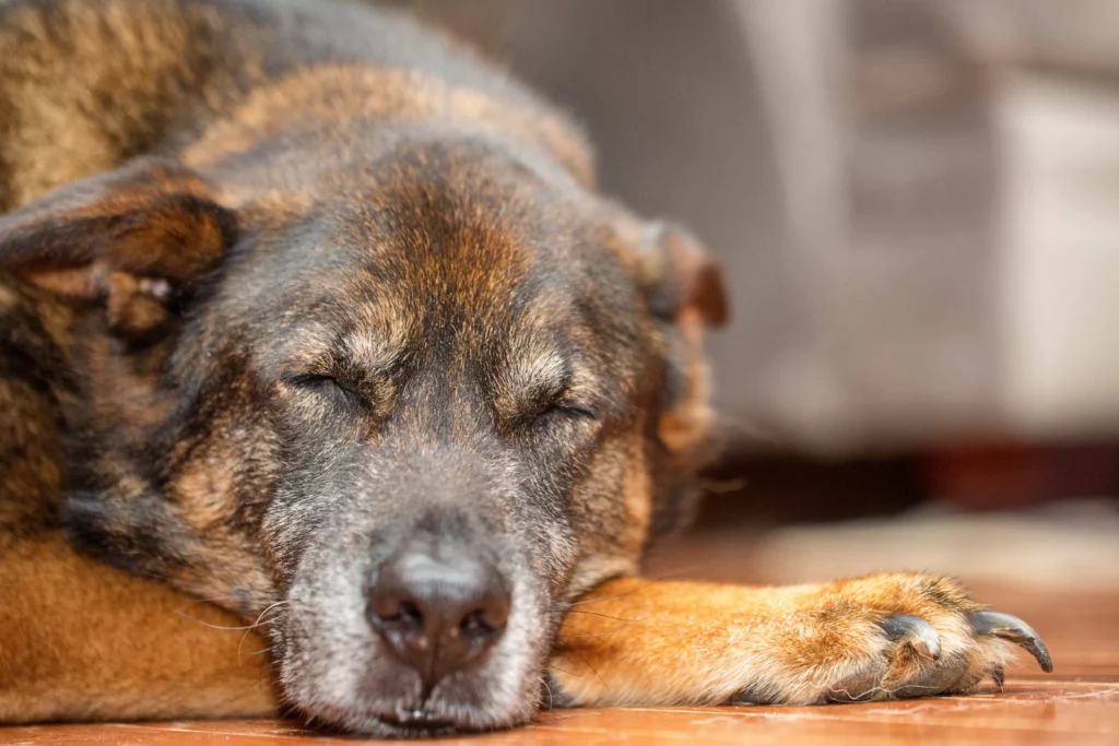 Senior Dogs: 7 Helpful Tips for Health Concerns