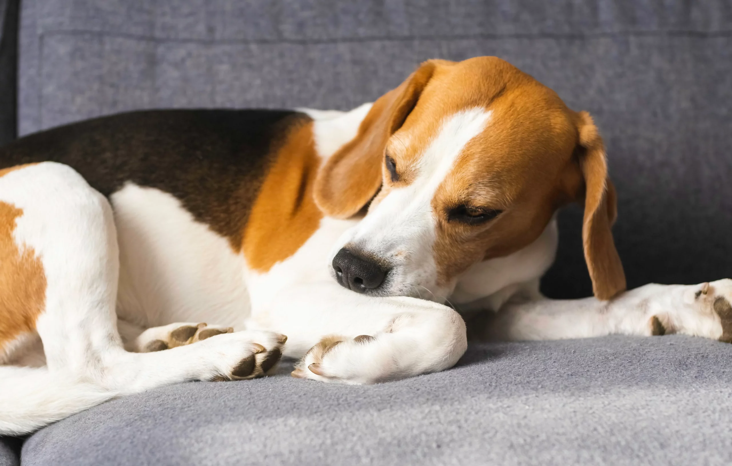 Skin Rash on Dogs: Guard Your Pup With These 3 Easy Steps
